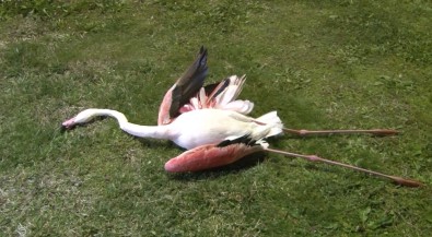 İzmir'de Flamingoların Toplu Ölümü Endişe Uyandırdı