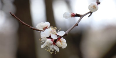 Kayısı Üreticinin 'Don' Endişesi