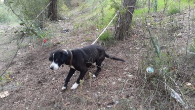 Köpeği Ormanda Ağaca Bağlayıp Ölüme Terk Ettiler