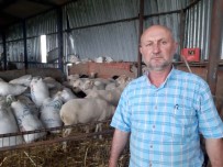 Küçükbaş Hayvan Üreticileri Yapağı Fiyatları Arttırılmazsa Eylem Yapacak