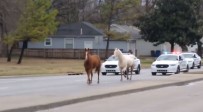 ABD'de Kaçak Atlar Trafiği Tıkadı