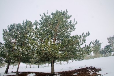 Ağrı'da Kar Altında Kalan Ağaçlar Göz Kamaştırdı