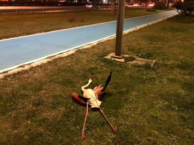 Flamingoların Toplu Ölümü Araştırılıyor