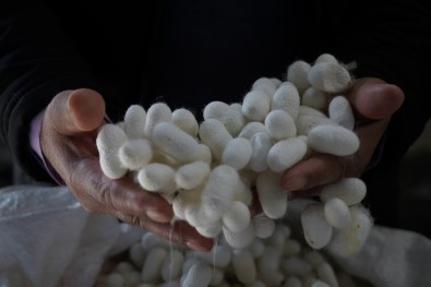 İpeğin 'Tarladan Podyuma' Serüveni Sergilenecek