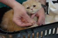 Kedileriniz Tüy Döküyorsa Dikkat