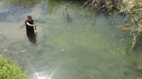 (ÖZEL) Su Kanalındaki Çok Sayıda Balık Telef Oldu