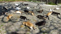 Balıkesir'de Emekli Hemşire 17 Yıldır Sokak Kedilerini Besliyor Haberi