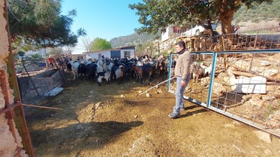 Kaçan Keçilerini Drone İle Arayıp Buluyor