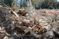 Antalya'da Hazine Ve Sarı Alan Arazilerindeki Ağaç Katliamına Tepki Haberi