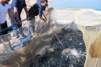 Denize Kıyısı Olamayan Kentten Türkiye'ye Yıllık 20 Bin Ton Alabalık