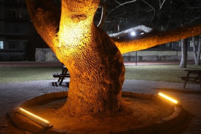 Kocasinan'ın Tarihine Işık Tutan Çınar Ağaçlarıyla Görsel Zenginlik
