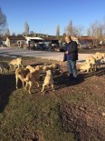 Köydeki 25 Köpeği Emekli Vatandaş Besliyor Haberi