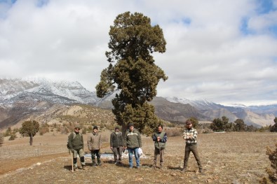 500 Yıllık Anıt Ağaç Ardıcın Korunmaya Alınması İstendi
