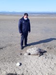 Ayvalık'ta Dev Caretta Caretta Kaplumbağa Sahile Vurdu Haberi