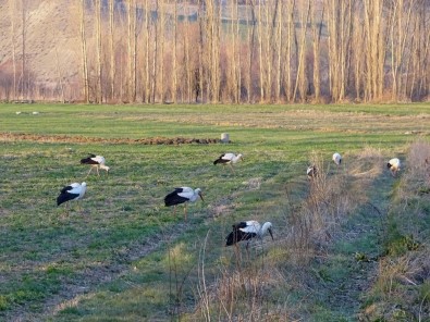 Baharın Müjdecisi Leylekler Yiyecek Arayışında