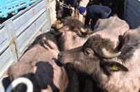 Başkent'te Et Ve Süt Üretimini Artıracak Destek Başladı Açıklaması 3 İlçede Gebe Manda Dağıtımı Tamamlandı