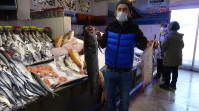 Karadeniz'de Kırlangıç Ve Kalkan Balığı Bereketi