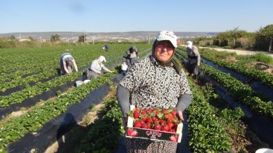 Silifke'de Açıkta Çilek Hasadı Başladı