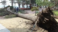 Burhaniye'de Fırtına Asırlık Sedir Ağacını Kökünden Söktü Haberi