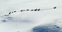 Karlı Dağları Aşarak Göç Yoluna Koyulan Dağ Keçileri Böyle Görüntülendi Haberi