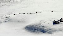 Karlı Dağları Aşarak Göç Yoluna Koyulan Dağ Keçileri Böyle Görüntülendi Haberi