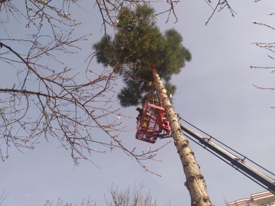 Siirt'te Ağaçta Mahsur Kalan Kediyi İtfaiye Ekipleri Kurtardı
