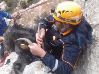 Kayalıklarda Mahsur Kalan Keçiyi AFAD Ekipleri Kurtardı Haberi