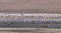 Düden Gölü'ndeki Flamingo Sayısı Düştü Haberi