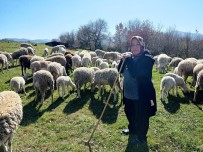 Yalova'nın Kadın Çobanı 170 Hayvanlık Sürüye Bakıyor