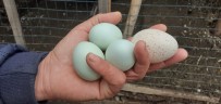 Bu Yumurtayı Görenler Şaşırıyor Haberi