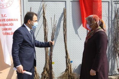 Çankırı'da 10 Bin Meyve Fidanı Toprakla Buluşacak