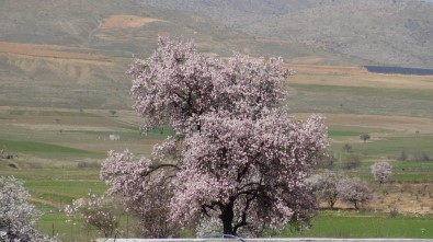 Gercüş'te Çiçek Açan Ağaçlar Kartpostallık Görüntüler Oluşturdu