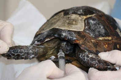 Orman Yangınında Alevlerin Arasından Kurtarılan Kaplumbağa Tedaviye Alındı