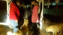 Sürekli Titreyen Köpek Tedavi İçin İstanbul'a Götürüldü