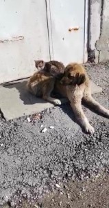 Ağrı'da Kedi Ve Köpeğin Gülümseten Dostluğu