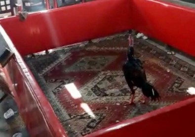 Bağevinde Horoz Dövüşüne Baskın Açıklaması 27 Şahıs Yakalandı