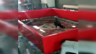 Elazığ'da Bağ Evinde Horoz Dövüştüren 27 Kişi Suçüstü Yakalandı