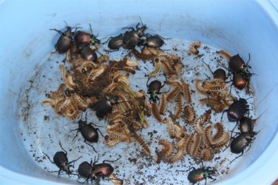 Isparta'da Biyolojik Mücadele Kapsamında 10 Bin Adet Terminatör Böcek Yetiştirilecek