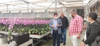 Tarsus'ta 20 Milyon Adet İç Ve Dış Mekan Bitkisi Üretiliyor Haberi