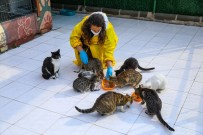 Buca'da Engelli Kedilere 5 Yıldızlı Hizmet Haberi