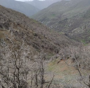 Dağ Keçileri Sınır Bölgesinde Sürü Halinde Görüntülendi