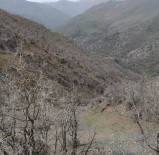 Dağ Keçileri Sınır Bölgesinde Sürü Halinde Görüntülendi Haberi