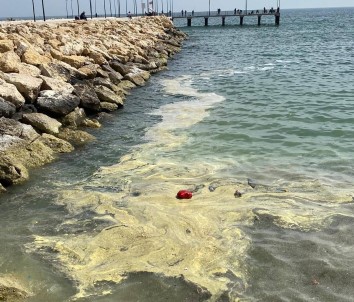 Deniz Yüzeyi Sarıya Boyandı, Büyükşehir Belediyesi Açıklama Yaptı Açıklaması 'Korkmayın'