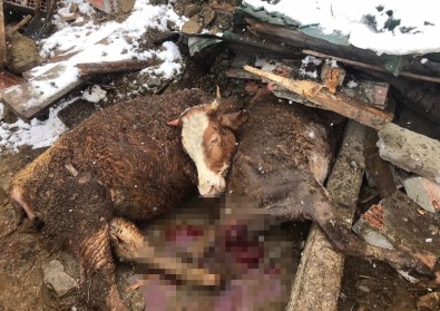 Yağış Nedeniyle Yıkılan Ahırda 3 Büyükbaş Hayvan Telef Oldu