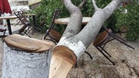 Çay Ocağı İşletmecisi Bahçesindeki Ağaç Kesilince Şikayetçi Oldu Haberi