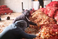 Çiftçiden Alınan Soğan Ücretsiz Olarak İhtiyaç Sahiplerine Dağıtılacak Haberi