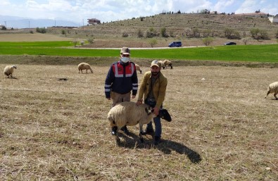 Elazığ'da Kayıp Koyunlar Jandarma Tarafından Bulundu
