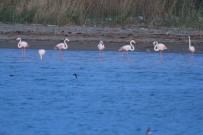 Flamingoların Fırtına Molası Haberi