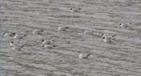 Kars Baraj Gölü Kuşlarla Doldu