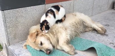Kedi İle Köpeğin Şaşırtan Dostluğu